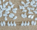 Zoliduo Left Right White Alabaster Shimmer 02010-14400 Czech Glass Bead x 25